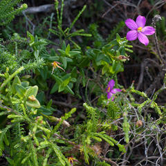 Chironia melampyrifolia