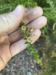 Acacia hubbardiana