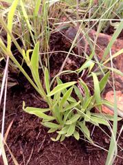 Silene burchellii