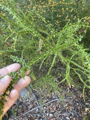 Acacia hubbardiana