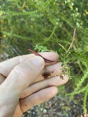 Acacia hubbardiana