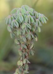 Oxalis heterophylla