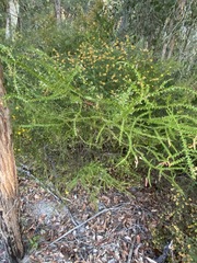 Acacia hubbardiana