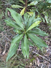 Planchonella chartacea