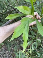 Planchonella chartacea
