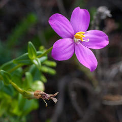 Chironia melampyrifolia