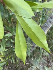 Planchonella chartacea
