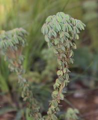 Oxalis heterophylla