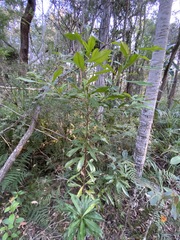Planchonella chartacea