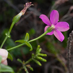 Chironia melampyrifolia