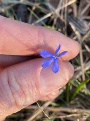 Lobelia quadrangularis