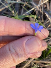 Lobelia quadrangularis