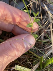 Lobelia quadrangularis