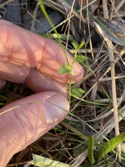 Lobelia quadrangularis