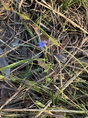 Lobelia quadrangularis