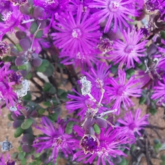Drosanthemum glabrescens