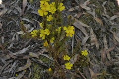 Hibbertia prostrata