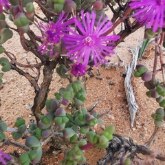 Drosanthemum glabrescens