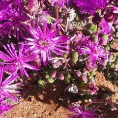 Drosanthemum glabrescens
