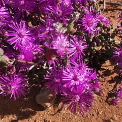 Drosanthemum glabrescens