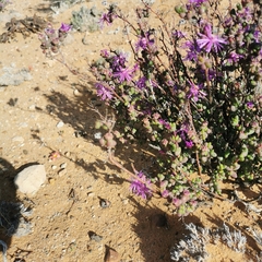 Drosanthemum glabrescens