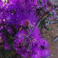 Drosanthemum glabrescens