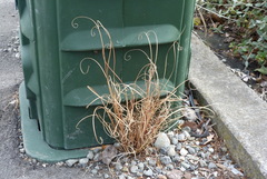 Carex buchananii