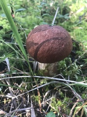 Boletus pinophilus