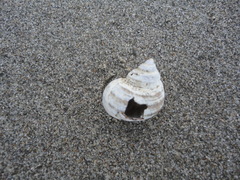 Littorina squalida