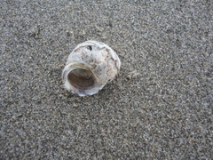 Littorina squalida