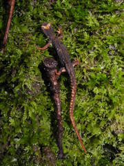 Salamandrina perspicillata