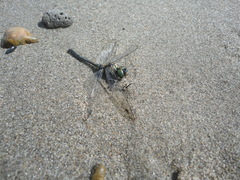 Somatochlora exuberata