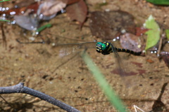 Anotogaster sieboldii