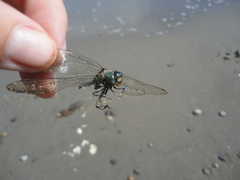 Somatochlora exuberata