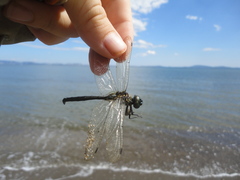 Somatochlora exuberata