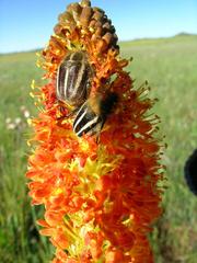Bulbinella latifolia doleritica