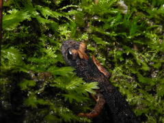 Salamandrina perspicillata