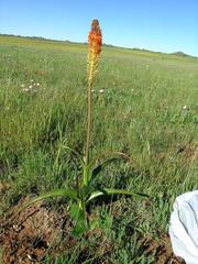 Bulbinella latifolia doleritica