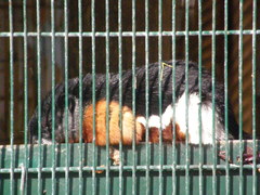 Callosciurus prevostii