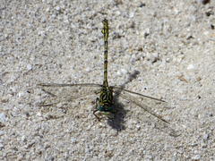 Ceratogomphus pictus