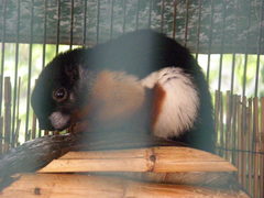 Callosciurus prevostii