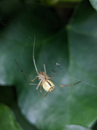 Common candy-striped spider, 3701 BM Zeist, Netherlands, photo 9 of 10