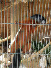 Callosciurus prevostii