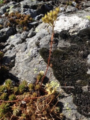 Saxifraga fragosoi