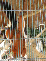 Callosciurus prevostii