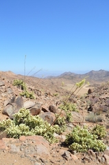 Portulacaria armiana