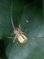Enoplognatha ovata