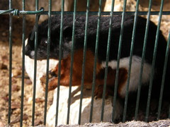 Callosciurus prevostii