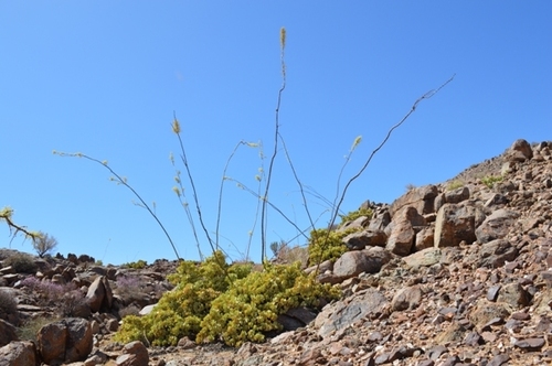 Portulacaria armiana 2