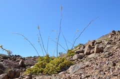 Portulacaria armiana